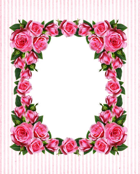 Striped Background With Pink Rose Flowers Vertical Frame Stock