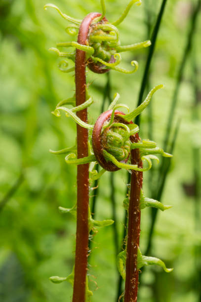 istock fern heads - portrait view 900726222