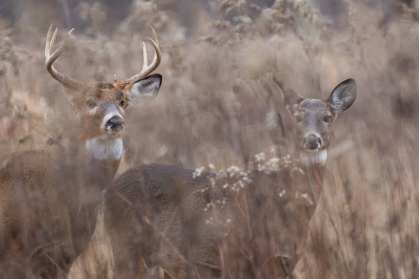 whitetail deer pair whitetail deer pair in autumn white tailed stock pictures, royalty-free photos & images