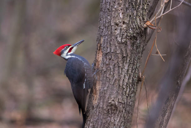 Taxon name: Pileated Woodpecker\nTaxon scientific name: Dryocopus pileatus\nLocation: Birmingham, Alabama, USA