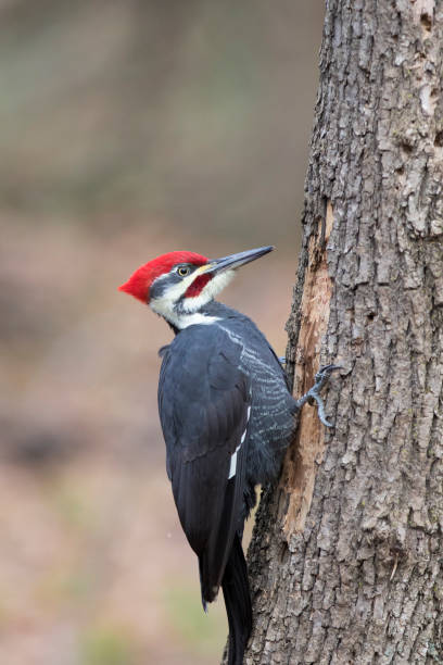 istock pileated woodpecker 900727116