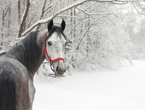 Close up side profile of small white pony wearing red coat in cold winter snow