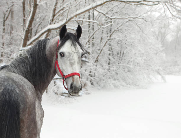 dapple серый dappled жеребец в снежных лесах фоне - winter snow livestock horse стоковые фото и изображения