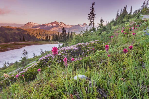 istock Early Sunset Over Alpine Meadow 900730872