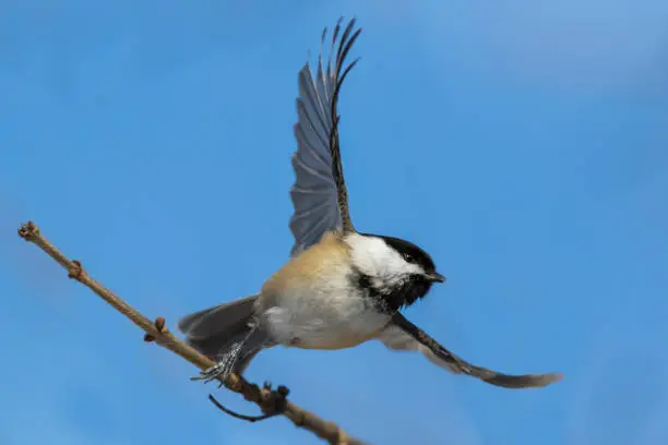 Photo of black capped chickadee