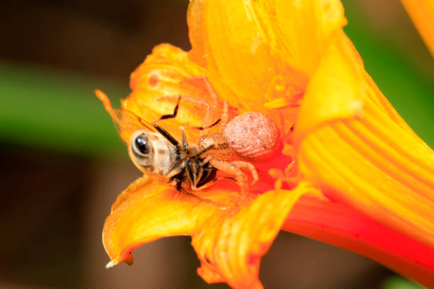 White Crab Spider holding a Honey Bee behind its neck