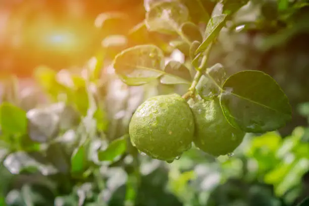 Bergamot on Tree in gaden