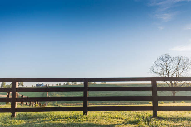 pferd zaun mit blauem himmel - sky blue grass green stock-fotos und bilder