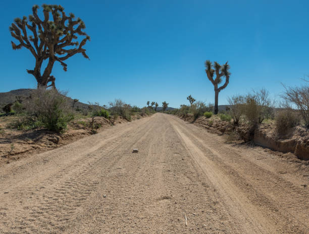 istock Low Angle of Desert Road Through Joshua Trees 900731384