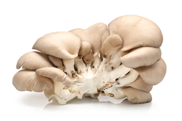 istock Oyster mushroom on white background 900731518