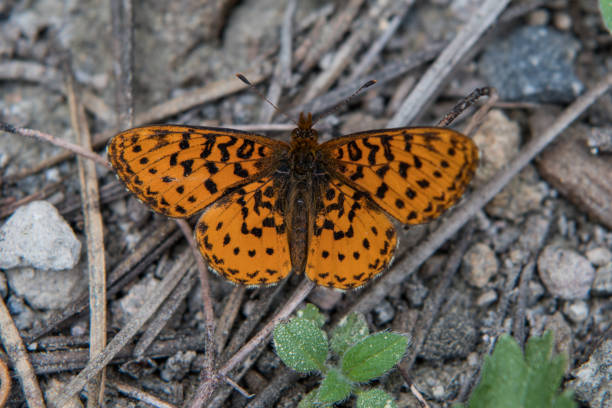 istock Orange Frittallary Butterfly 900733872