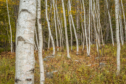 Paper Birch and Forest Floor in Maine forest
