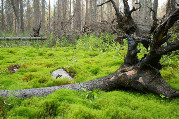 istock Fallen fir in wet environment after a forest fire 900734242
