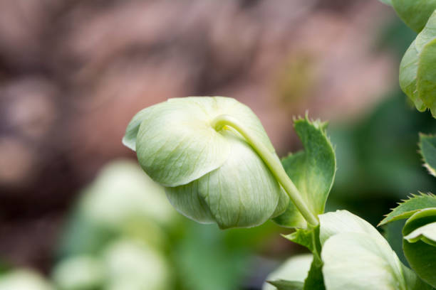 istock Hellebore Flower Head Facing Away 900737508