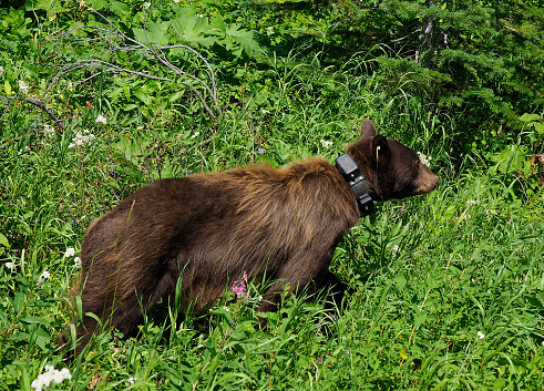 Closeup of Problem Black Bear Looking for Food that is Tracked by a Collar Location Device in Waterton National Park, Canada