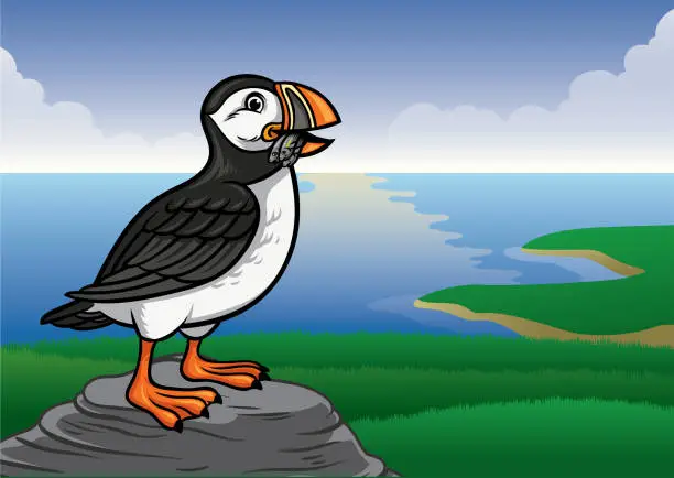 Vector illustration of puffin bird