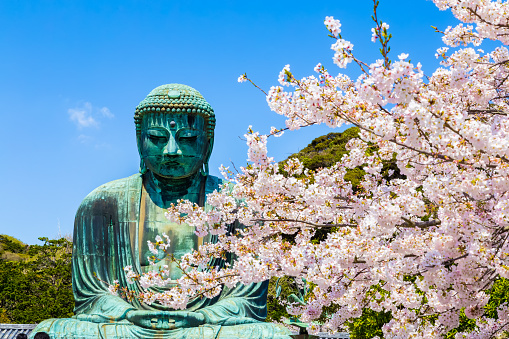 Kamakura, Japan - 13 April 2017:The Great Buddha which is the main temple of Kotokuin in Hase which is a famous place for Kamakura. An image height of 11.39 m (13.35 m including the base), a huge Buddha image with a weight of about 121 t.The foreground is cherry blossoms.