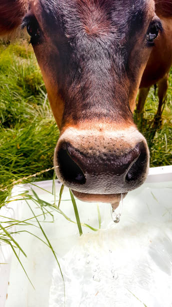 istock Cow drinking water out of trough 900749814