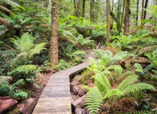 Rainforest Jungle Track, Nature Background, Rich Lush Colors. Nikon D810. Converted from RAW.