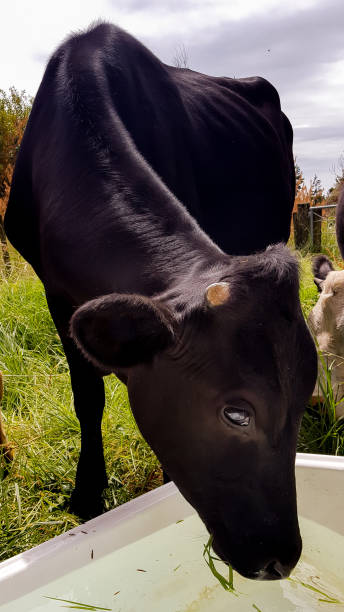 istock Black angus cow drinking from trough 900749834