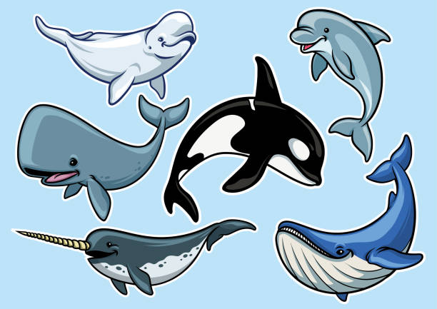 ilustraciones, imágenes clip art, dibujos animados e iconos de stock de conjunto de alegre vario de las ballenas - cachalote