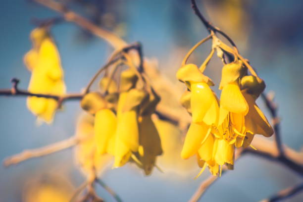 110+ New Zealand Native Kowhai Bloom Spring Stock Photos, Pictures & Royalty-Free Images - iStock