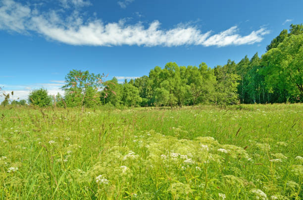 istock Sunny landscape in the forest. 900754464
