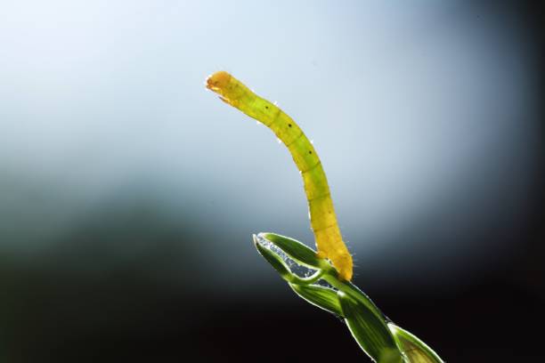 istock Green Caterpillar Tripping In Macro 900758214