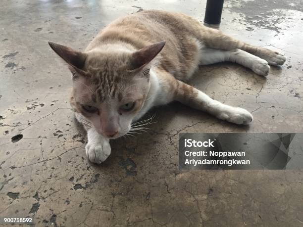 Cat Stock Photo - Download Image Now - 10 Downing Street, Animal, Animal Hair