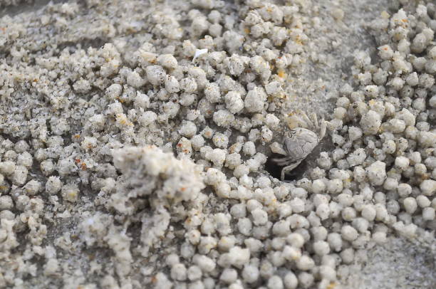 istock crab or ghost crab or horn-eyed ghost crab 900763252
