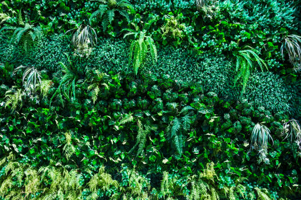 istock fern and plant decorate on wall 900763314