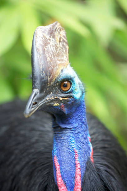 casuario - beak bird blue cassowary foto e immagini stock