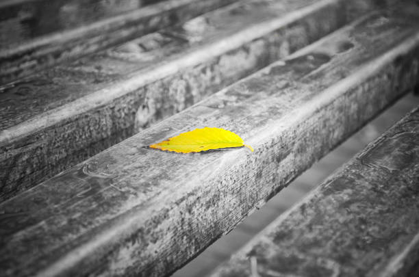 Highlighting a lonely yellow leaf of a tree on a black-and-white bench. Outdoors. Horizontal format. Photo