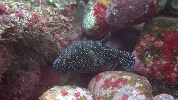 istock Black puffer fish with spots at Sabang, Indonesia 900770626
