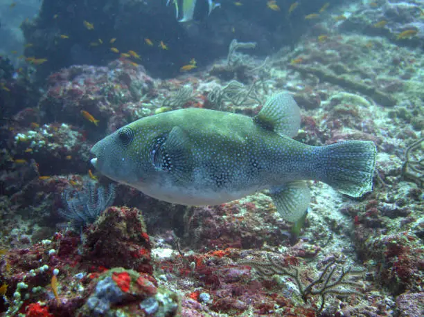 pufferfish at Sabang, Pulau Weh