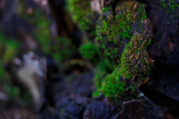 istock The moss on the rocks near the stream. 900770802