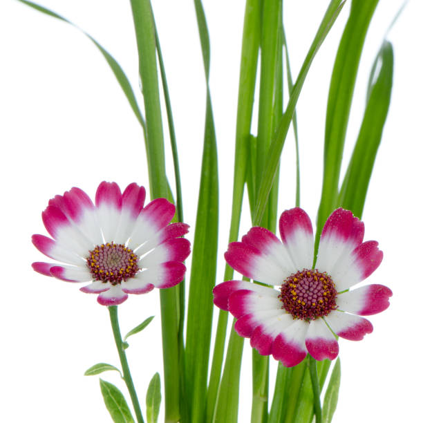 istock Beautiful pink flowers and green grass 900772054
