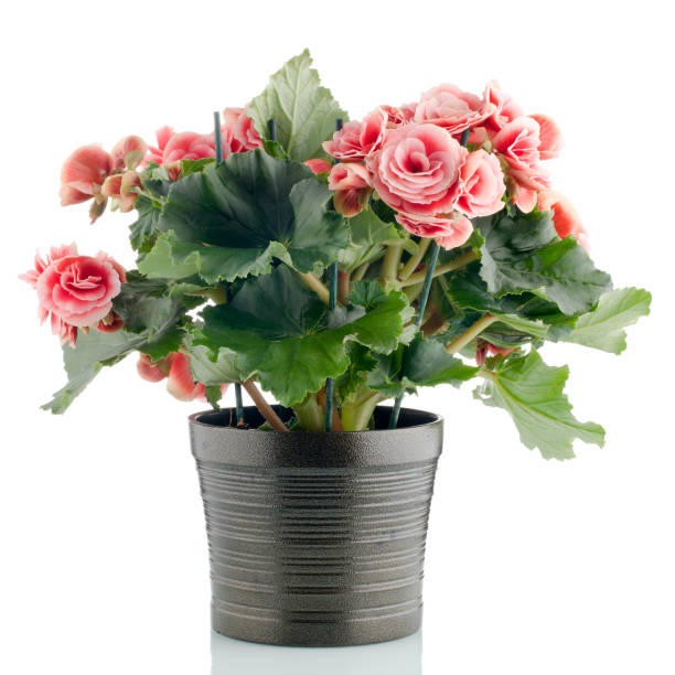 istock Pink begonia plant 900774468
