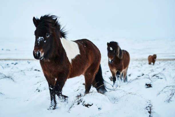 Icelandic Horses stock photo
