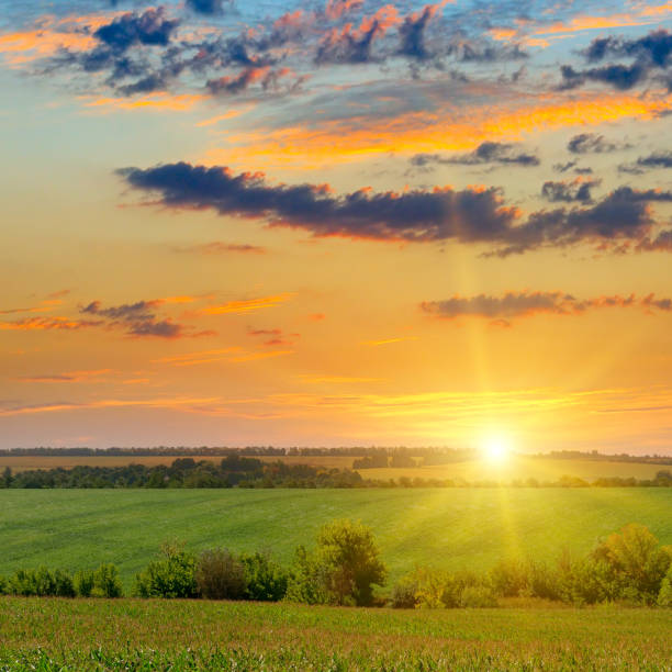 istock Corn field and sun rise on blue sky. Agricultural landscape. 900778952