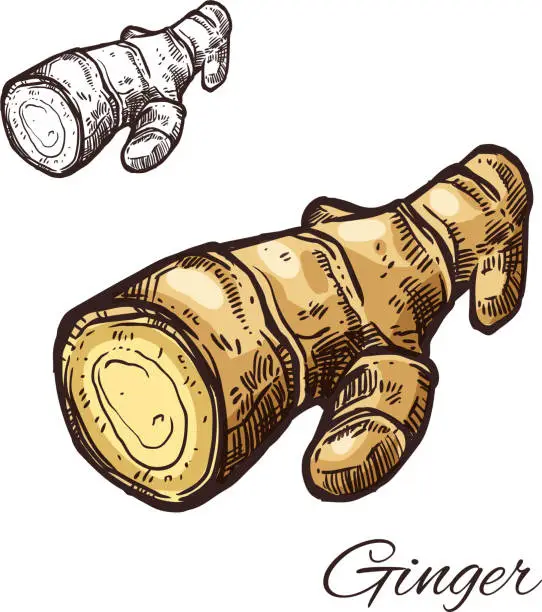 Vector illustration of Ginger root sketch for kitchen spice and seasoning