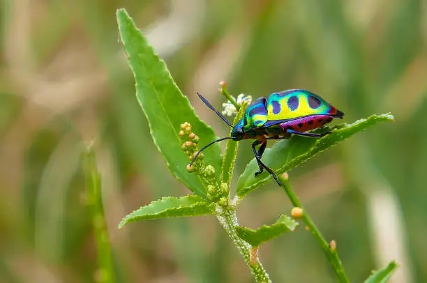 Photo of Beautiful insects live along the green leaf, Found in the forest or in the garden