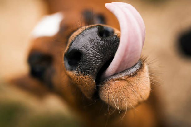 Close up of Calf showing tongue stock photo