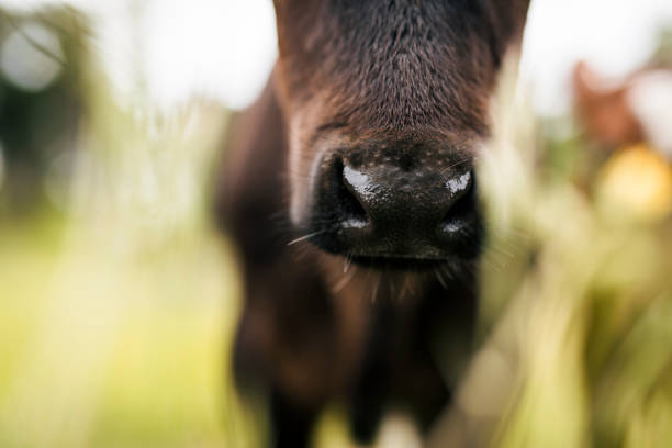 Close up of Calf's Nose stock photo