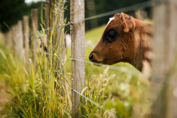 Young Calf looking through fence stock photo