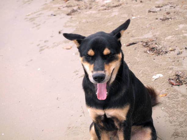 istock happy thai dog on beach 900779542