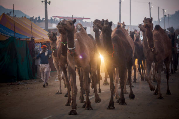 commerçants de chameau à pushkar - business traditional culture journey india photos et images de collection