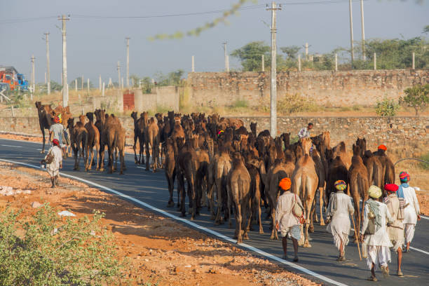 commerçants de chameau à pushkar - business traditional culture journey india photos et images de collection