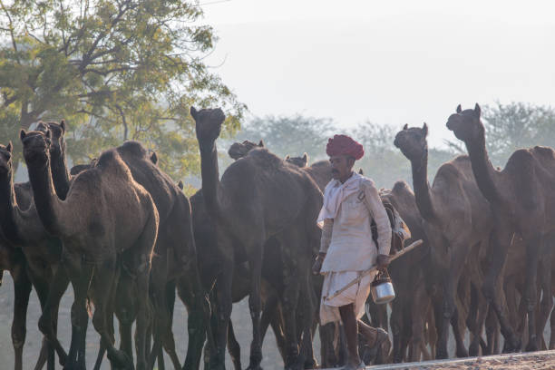 верблюжьи трейдеры в пушкаре - business traditional culture journey india стоковые фото и изображения