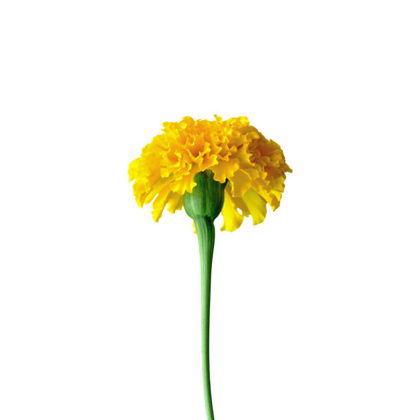 marigold or tagetes erecta l. ; beautiful yellow flower on white background - erecta imagens e fotografias de stock